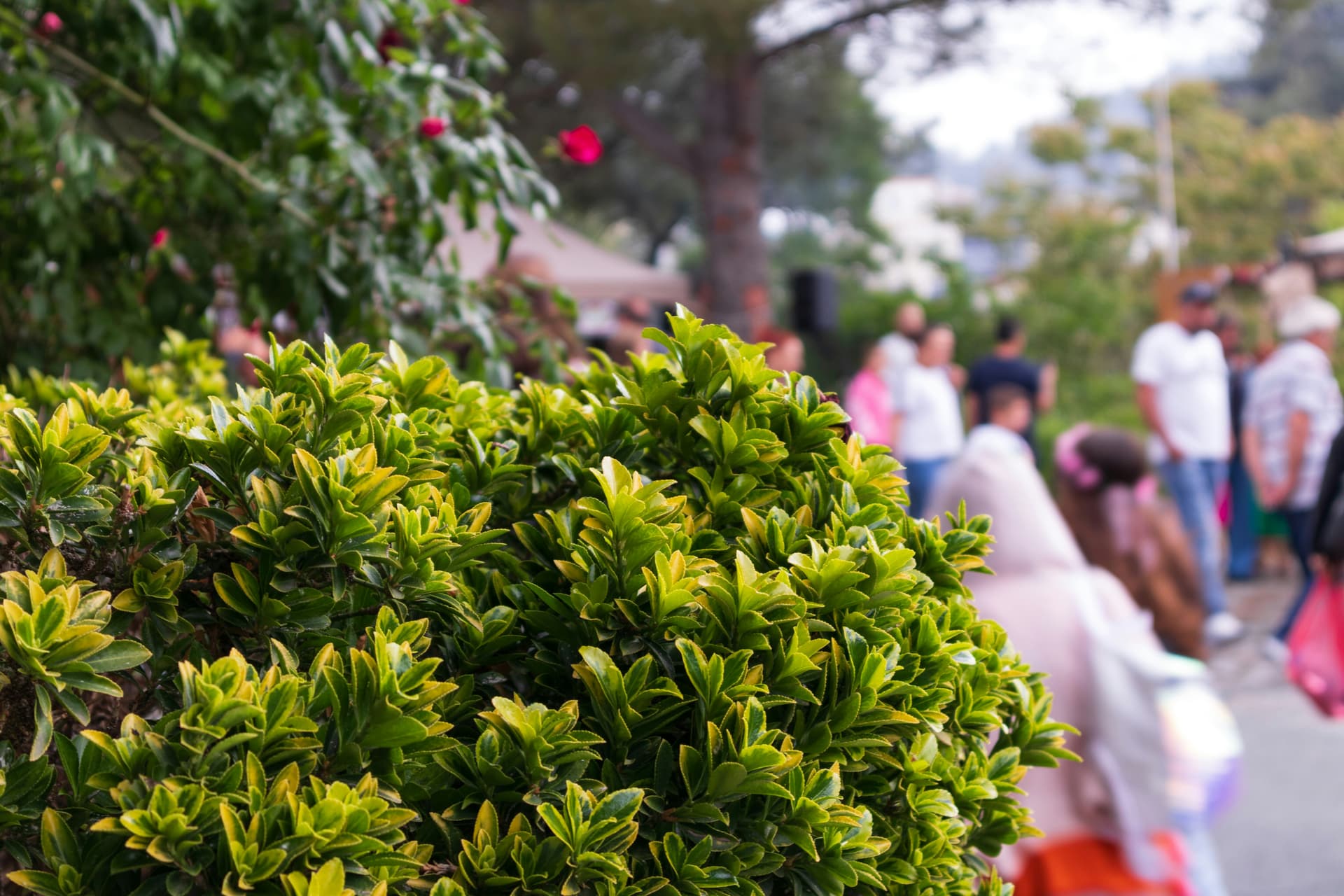 Ancient Traditions and Living Heritage: How Cyprus Safeguards Its Cultural Fabric