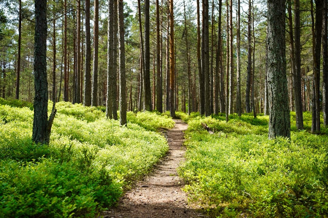 Estonia's Forests, Bogs and Coastlines Attract a Growing Wave of International Visitors