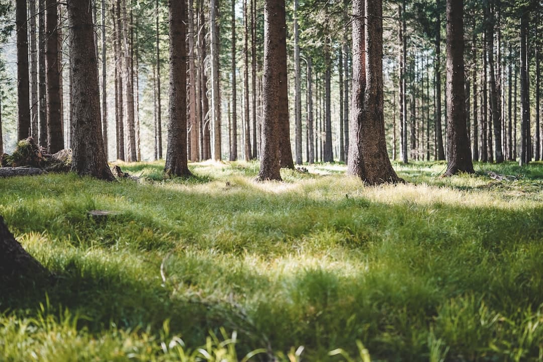 From Forest Floor to Fine Dining: How Nordic Foraging Is Redefining Finnish Cuisine