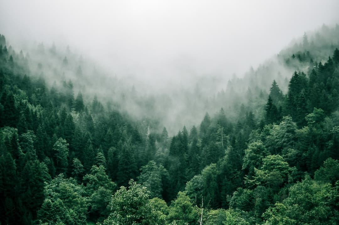 Between Forest and Lab: How Finland Weaves Tradition Into a Modern Identity
