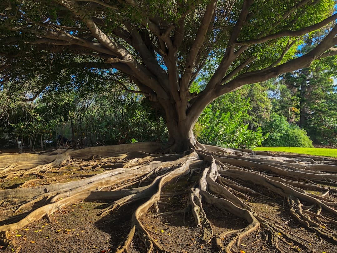 Ancient Roots, Living Practices: How Greek Cultural Heritage Endures Across the Generations