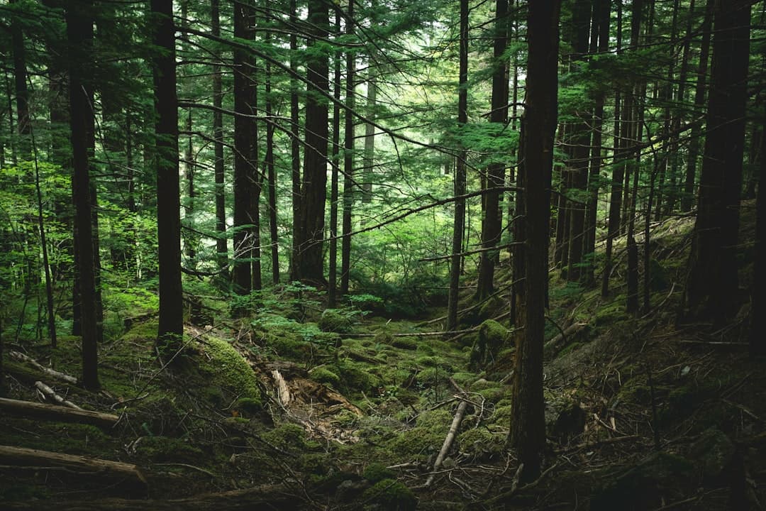 From Forest to Fork: How Latvia's Wild Larder Is Shaping a New Baltic Culinary Identity