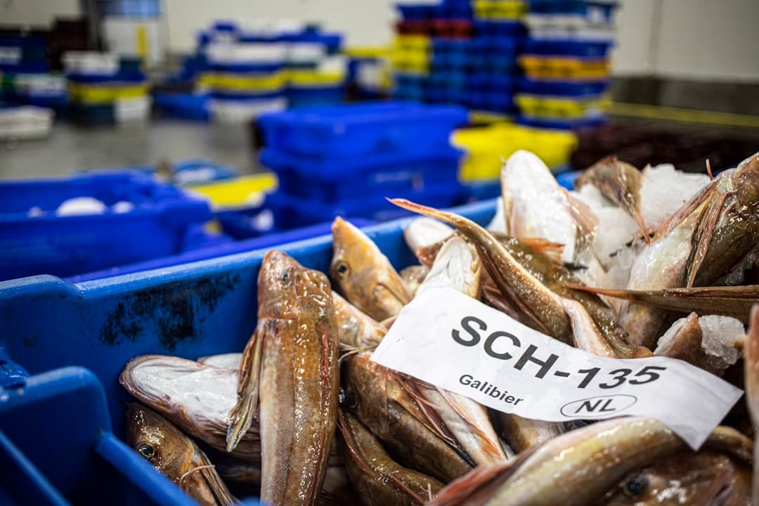 Netherlands Coastal Food Traditions Draw Global Culinary Attention