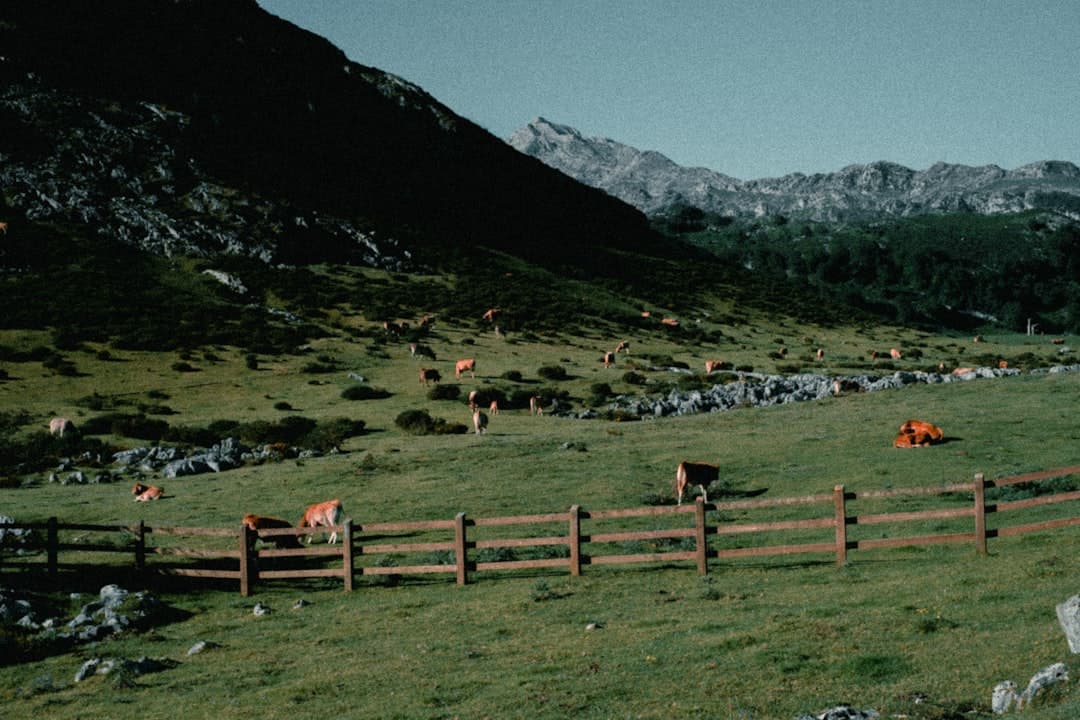 From Mountain Pastures to Table: How the Carpathians Shape Romanian Cuisine