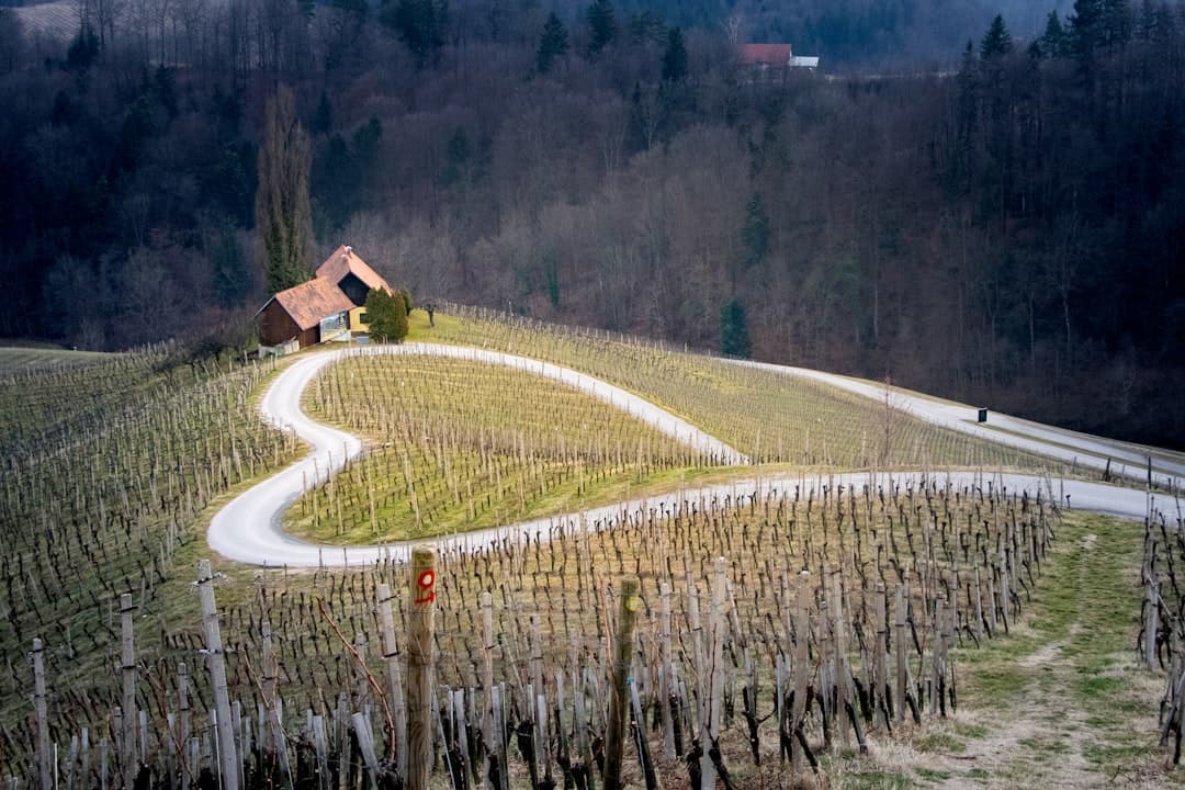 Slovenia's Wine Regions Step Onto the World Stage