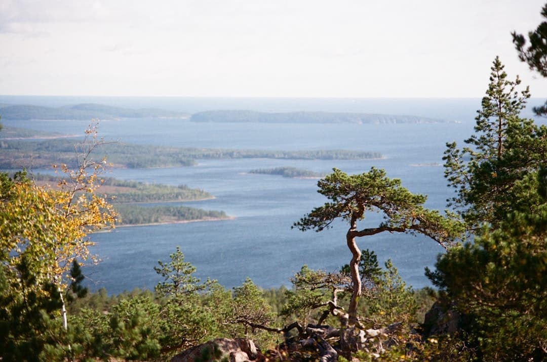 From Scandinavian Roots to European Runways and Living Rooms: How Swedish Design Endures